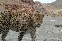 منطقه حفاظت شده آق‌داغ خلخال به پارک ملی تبدیل می‌شود 