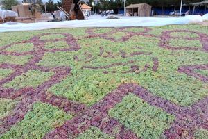 از مهمترین اهداف جشنواره انگور ایجاد شورو نشاط اجتماعی  و رونق اقتصاد شهری است