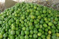 ورود سازمان مرکزی تعاون روستایی به خرید توافقی لیمو از باغداران