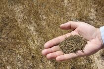 پیش بینی برداشت 10 کیلوگرم  زیره از هر هکتار از مراتع نطنز