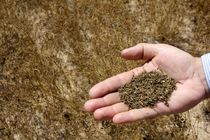 پیش بینی برداشت 10 کیلوگرم  زیره از هر هکتار از مراتع نطنز