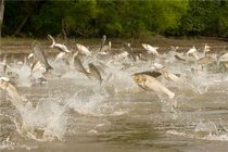 تولید ماهیان خاویاری در مازندران با هدف تامین مولد انجام می‌شود