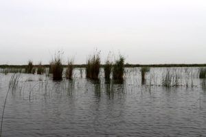 پس از دستور رییس جمهور ایجاد "شهر نی" در تالاب شادگان وارد مرحله اجرایی شد