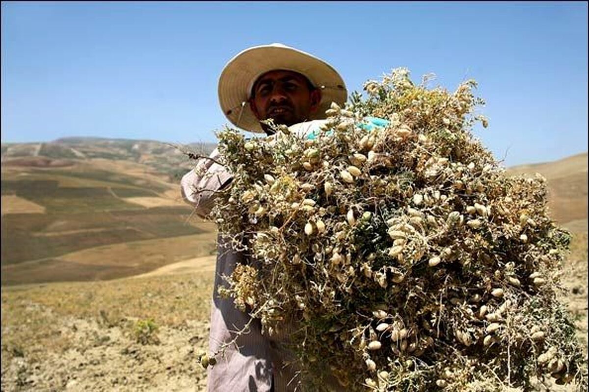 نخود پاییزه در کرمانشاه
