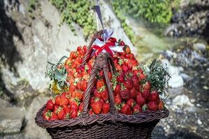 برگزاری چهارمین جشنواره توت‌فرنگی 