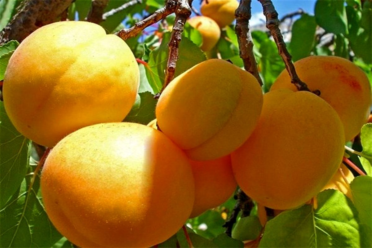 اصفهان- برداشت زردآلو