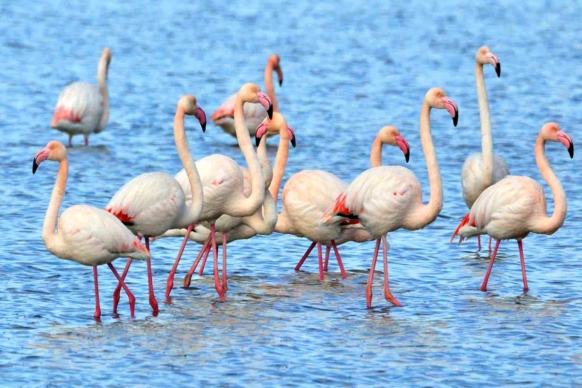 فلامینگو