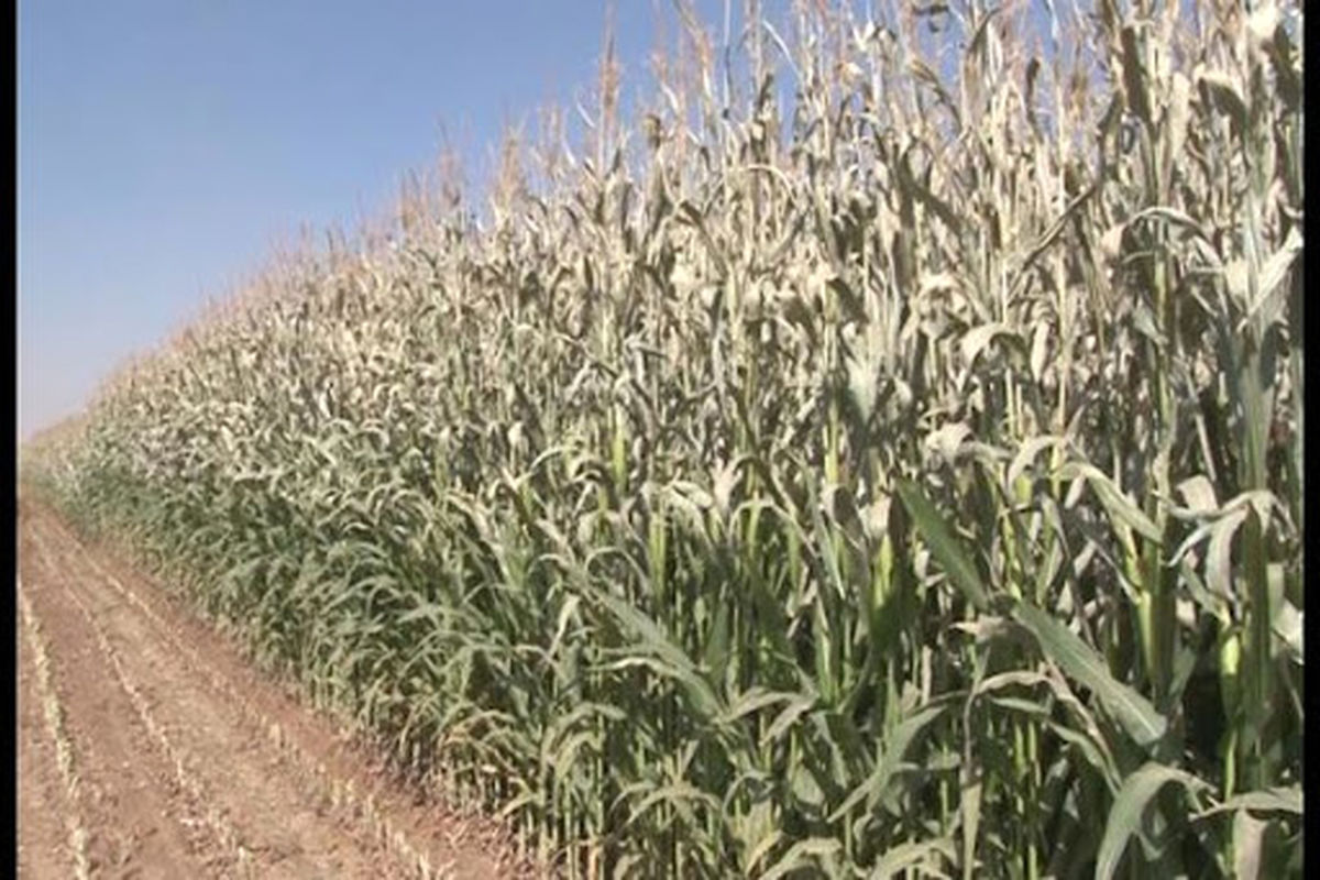 سرمازدگی ذرت علوفه ای