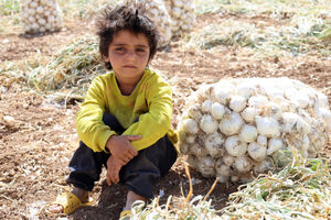 کشت ۱۳۰ هکتار پیاز در شهرستان بن