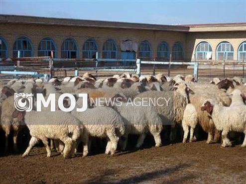 گام های تحول آفرین در عرصه داخلی و خارجی دام و طیور کرمانشاه