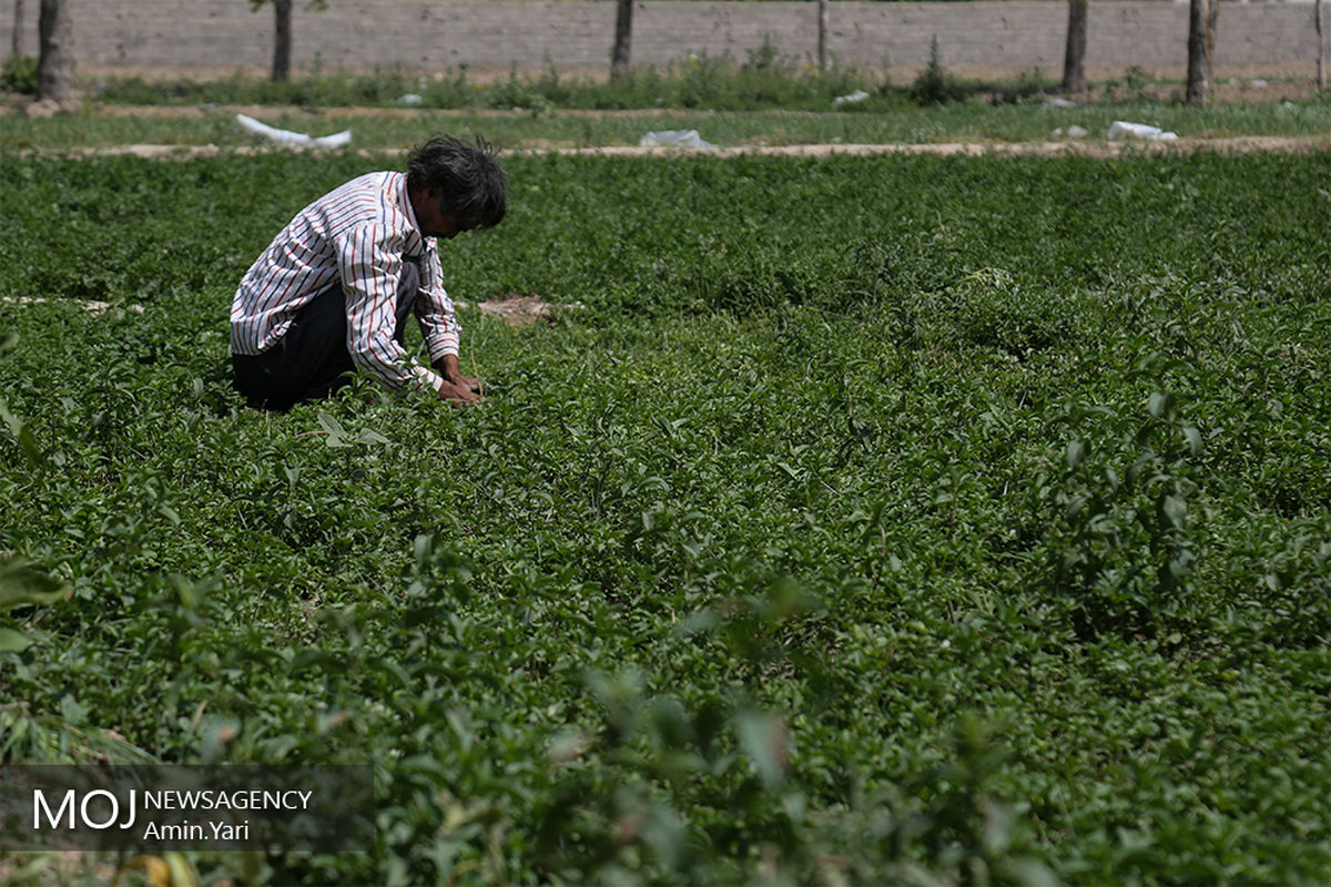 درآمدهای داغ - کشاورزی