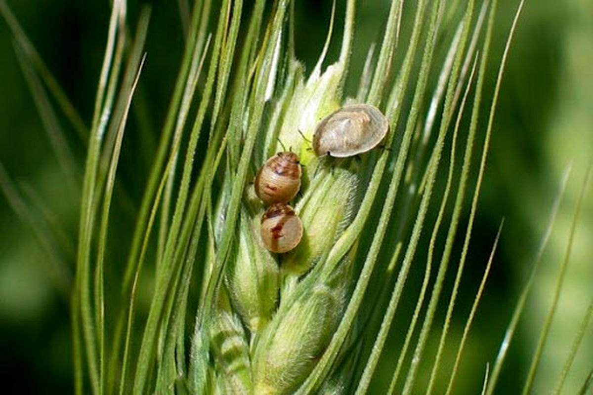 آفت سن گندم