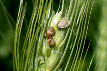 مبارزه با آفت "سن مادری" گندک و جو در خراسان رضوی