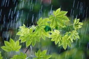 باران همچنان مهمان خوزستان است