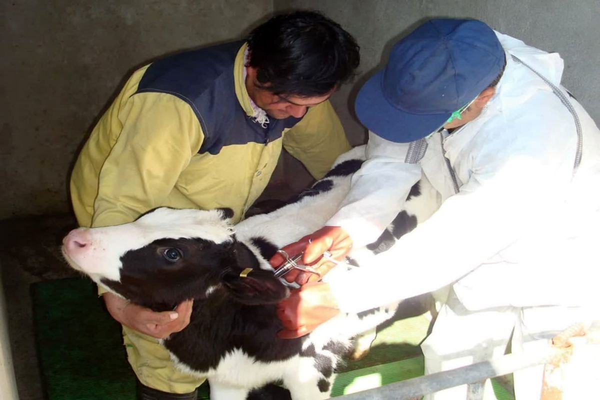 عکس خبردامپزشکی