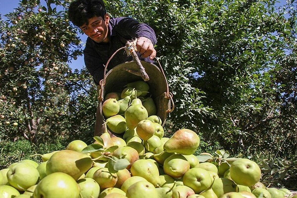 برداشت گلابی