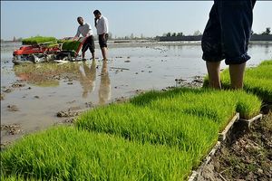 کاهش 70درصدی نشاکاری برنج در خوزستان