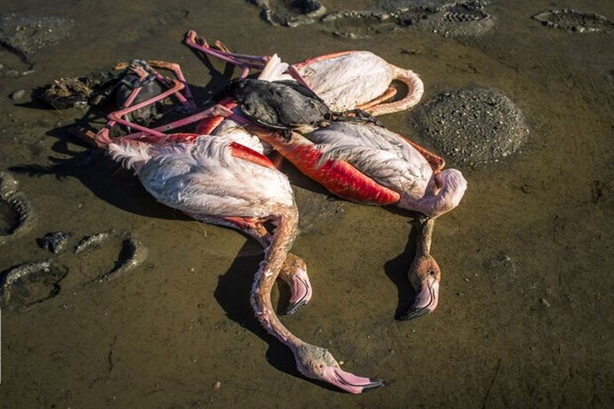 تلفات پرندگان