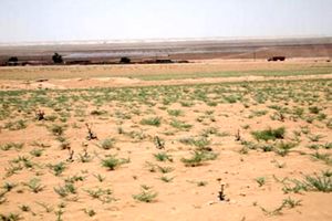 توسعه کشت در یزد نداریم و رویکرد نگهداری از جنگل های موجود است