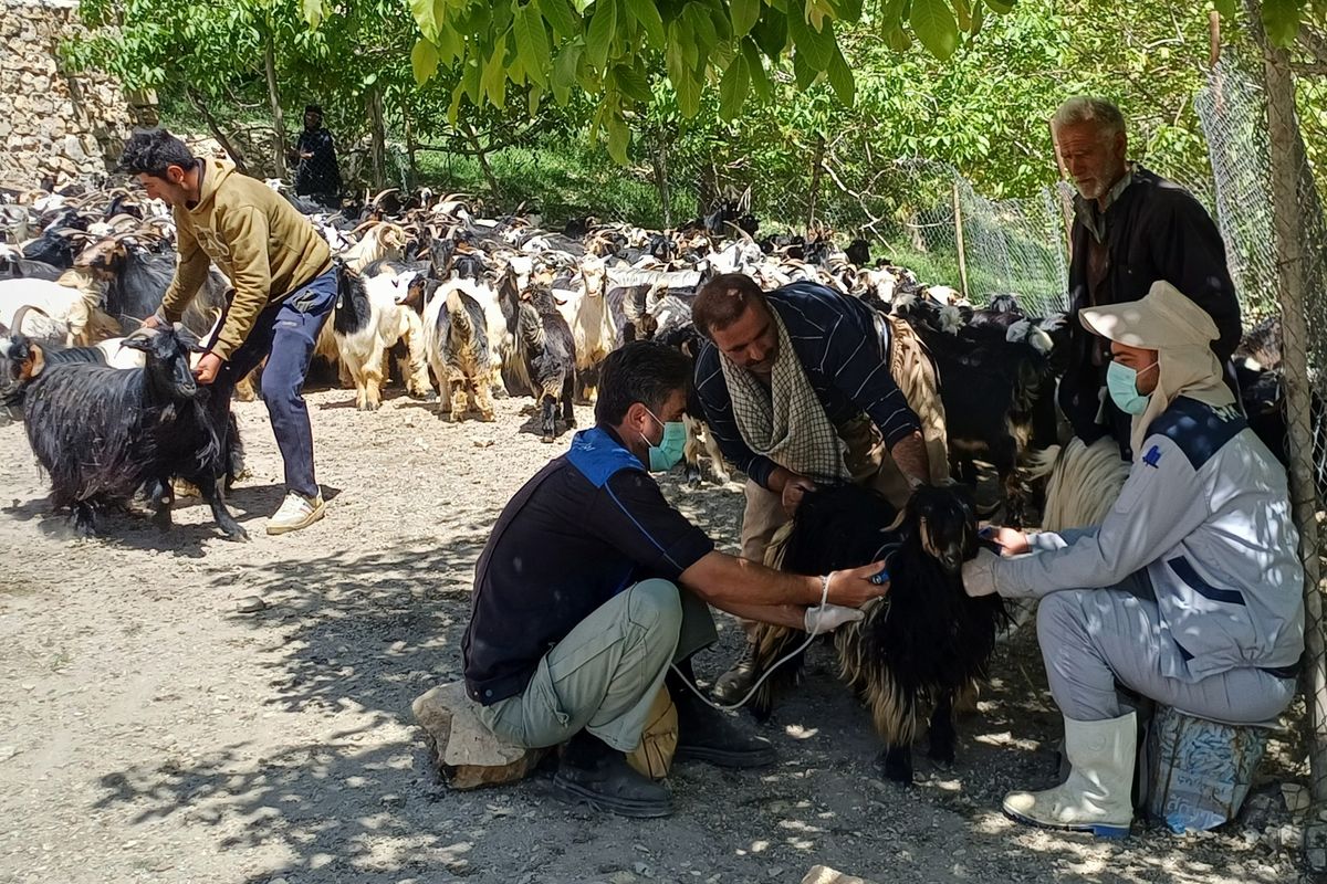 واکسن دام