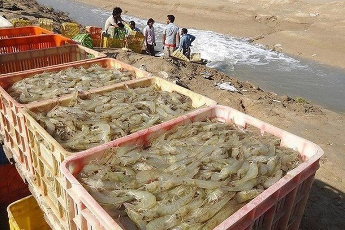 مزارع پرورش میگو