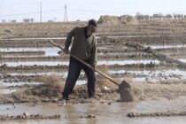 میانگین سن کشاورزان به ۵۴ سال افزایش یافته است