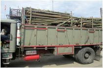 کشف 10 تن چوب قاچاق در شهرستان املش 