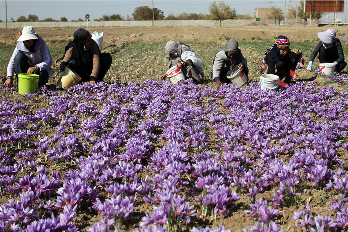 زعفران در تربت‌جام