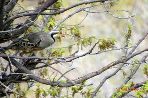 رهاسازی 16 قطعه پرنده در طبیعت بانه