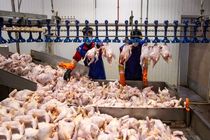 نگرانی برای تامین مرغ در خوزستان وجود ندارد