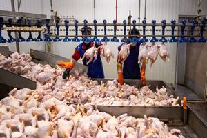 نگرانی برای تامین مرغ در خوزستان وجود ندارد