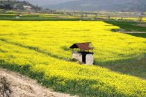 کشت پاییزه دانه روغنی کلزا در ۲۰ هزار هکتار برنامه ریزی شده است 