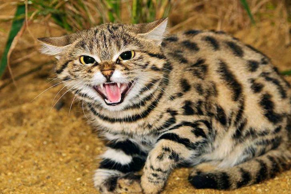 اصفهان- گربه وحشی