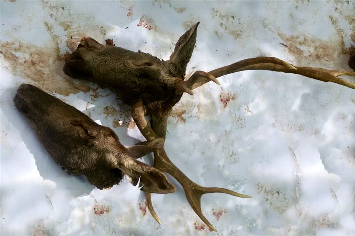 مدیرکل محیط زیست گلستان