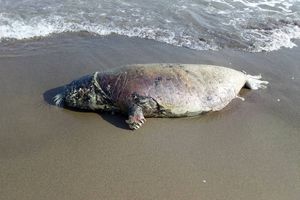 پیدا شدن لاشه ۲۳ فوک در سواحل خزر / علت مرگ در هاله ای از ابهام