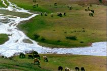 بهره برداری  ۳۶ هزار خانوار روستایی و عشایری از مراتع استان 