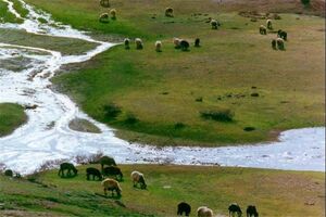 بهره برداری  ۳۶ هزار خانوار روستایی و عشایری از مراتع استان 