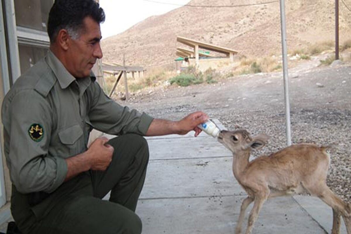 محیط بان