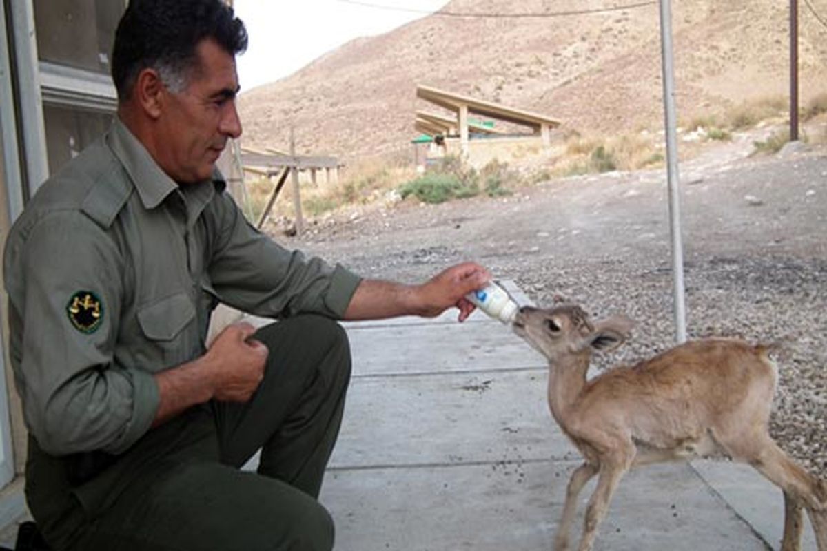 محیط بان