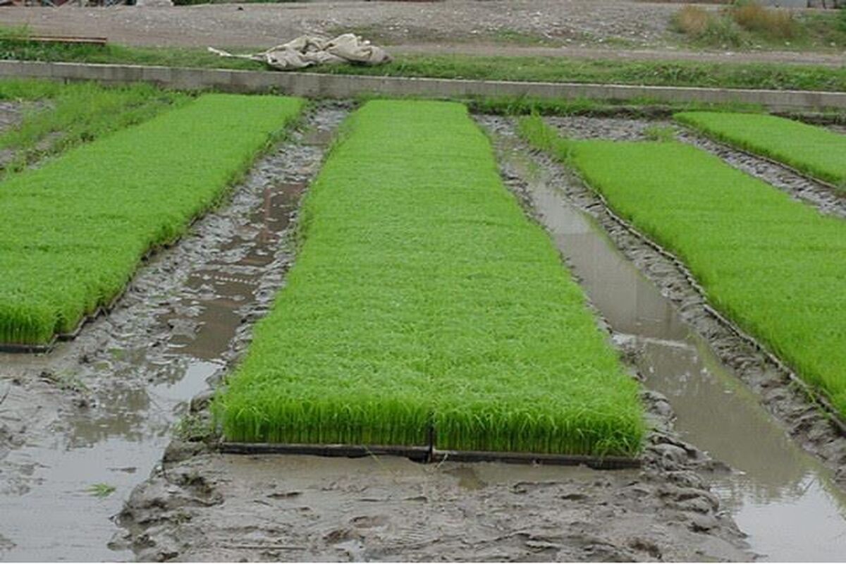 خزانه گیری شالیزارهای مازندران
