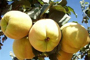 کاهش۴۰ درصدی برداشت "به" در اصفهان