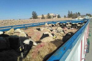 توقیف احشام قاچاق به ارزش 250 میلیارد ریال توسط مرزبانان کردستانی
