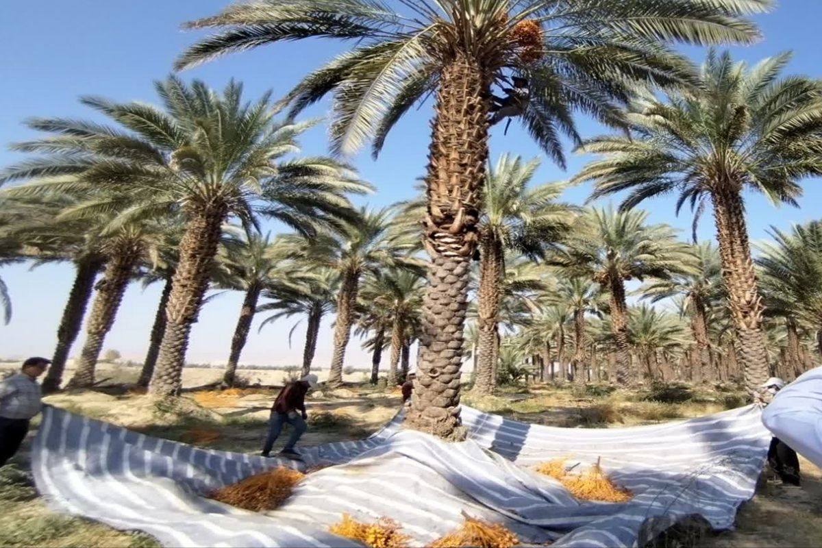 جهاد کشاورزی فارس 