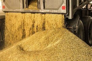 انحصار واردات نهاده‌های دامی، دامداری کشور را به نابودی می کشاند