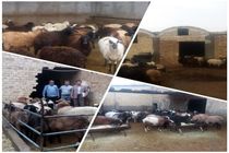 اجرای طرح تحقیقاتی الگوی مناسب جایگاه دام سبک در اقلیم گرم و خشک 6 شهرستان آران و بیدگل