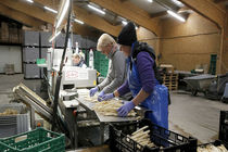 ویروس کرونا باعث افزایش نرخ بیکاری در سوئیس خواهد شد