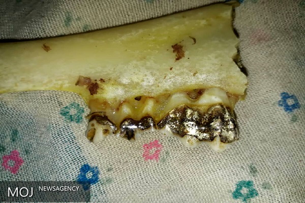 گوسفند دندان طلا