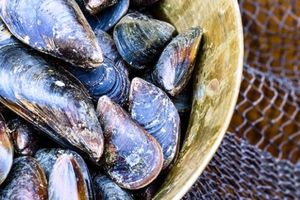 سرطان واگیردار در میان گونه های جانوری کشف شد