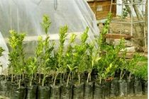 توزیع پنج هزار نهال رایگان بین شهروندان خوروبیابانکی