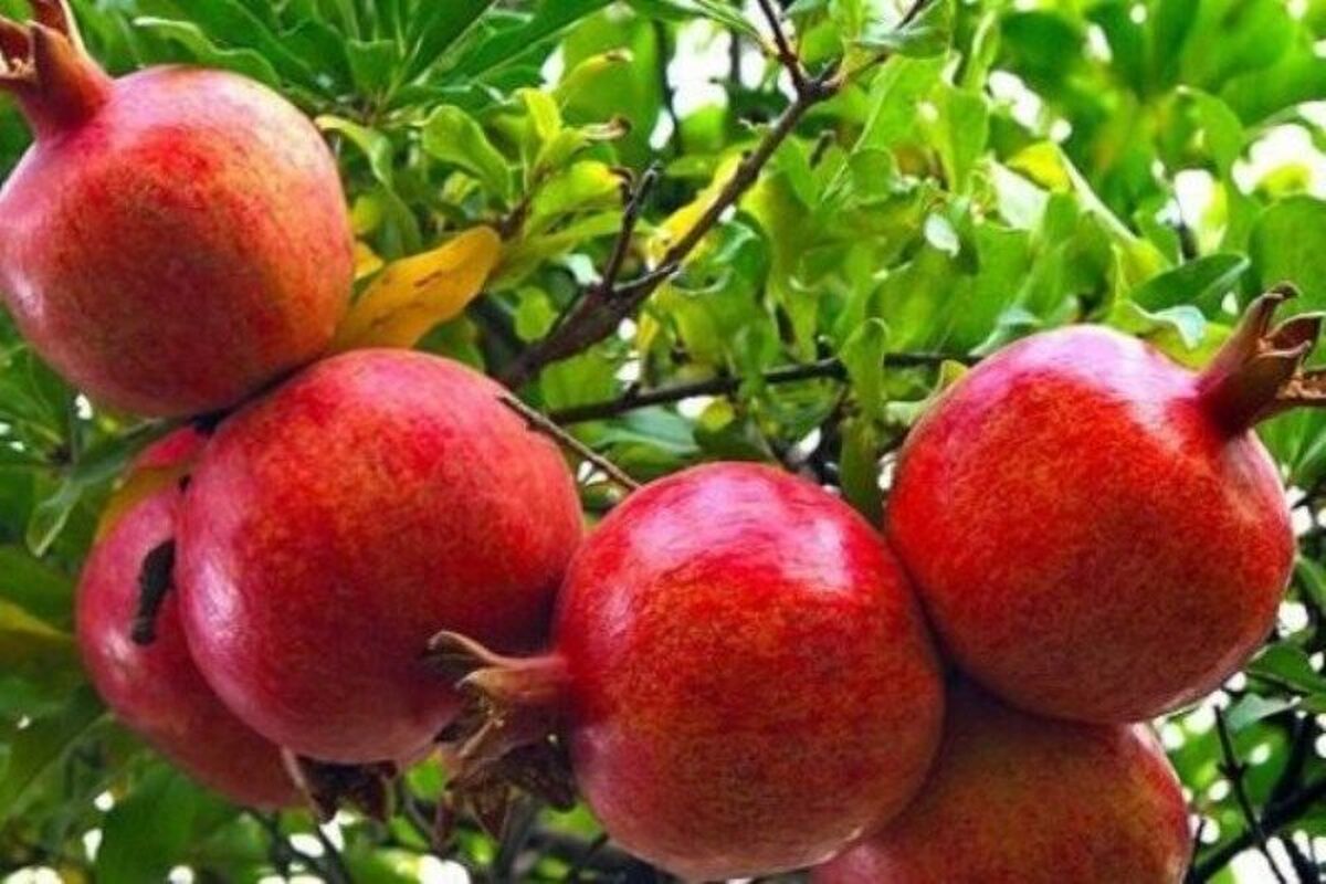 شهرستان خدا آفرین